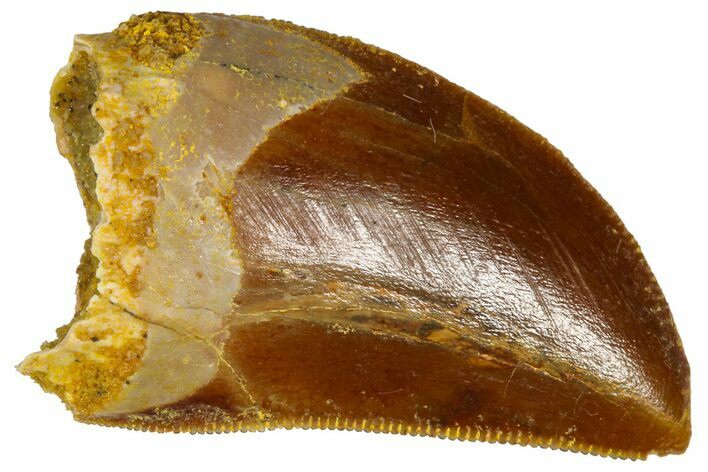 Serrated, Juvenile Carcharodontosaurus Tooth - Morocco #361042